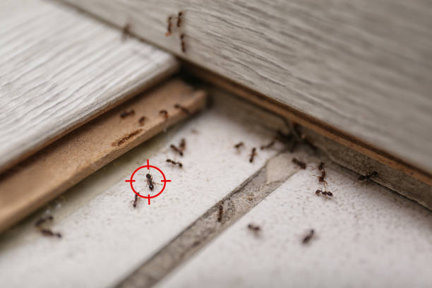 Pest Control for Restaurants in Reeds Spring, MO