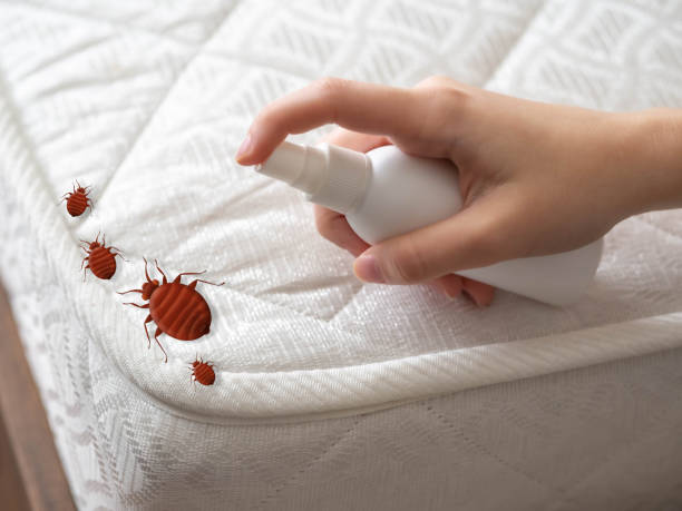 Best Mosquito Control Services  in Reeds Spring, MO