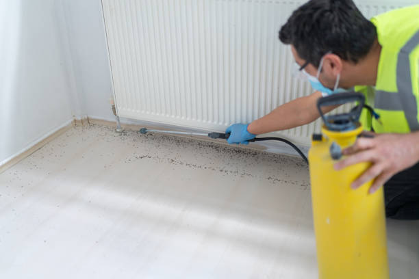 Best Termite Control Services  in Reeds Spring, MO