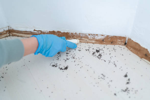 Best Pest Prevention Services  in Reeds Spring, MO
